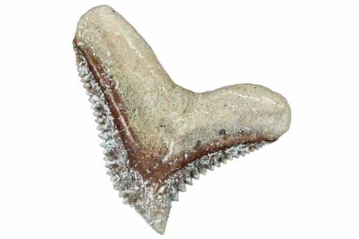 Tiger Shark (Galeocerdo Eaglesomi) Tooth - Dakhla, Morocco #321944